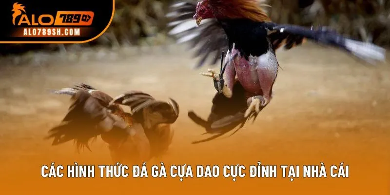 Các hình thức đá gà cựa dao cực đỉnh tại nhà cái