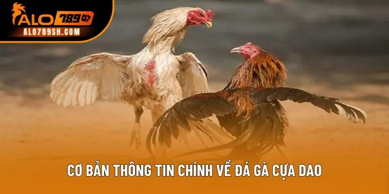 Cơ bản thông tin chính về đá gà cựa dao