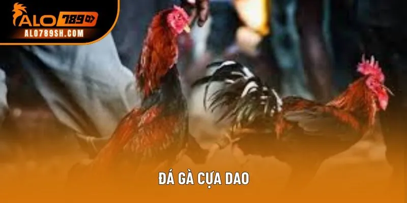 Đá gà cựa dao - Trải nghiệm cá cược gay cấn từng giây phút