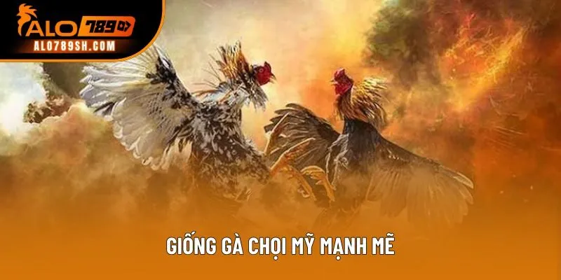 Giống gà chọi Mỹ mạnh mẽ