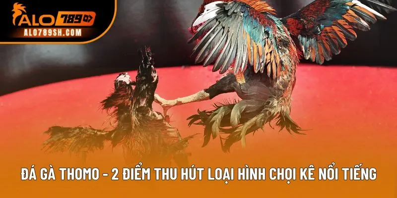 Đá Gà Thomo - 2 Điểm Thu Hút Loại Hình Chọi Kê Nổi Tiếng