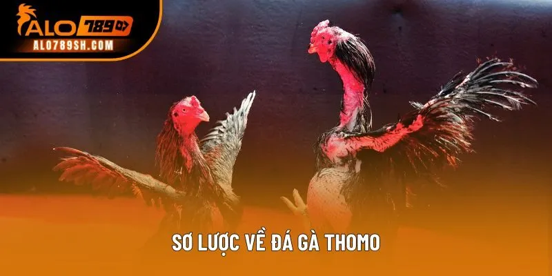Sơ lược về đá gà Thomo