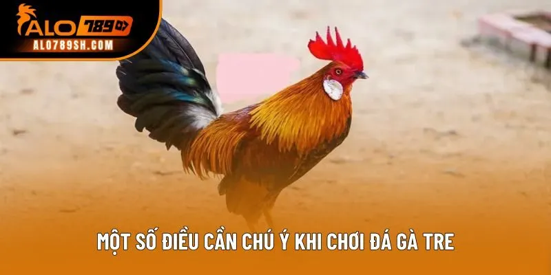 Một số điều cần chú ý khi chơi đá gà tre