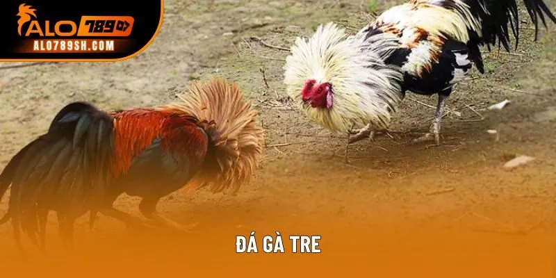 Đá gà tre - Môn giải trí truyền thống đầy kịch tính và hấp dẫn