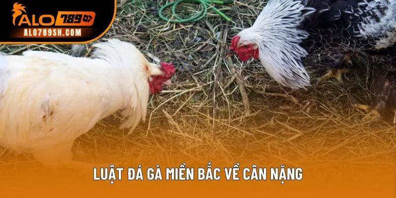 Luật đá gà miền Bắc về cân nặng