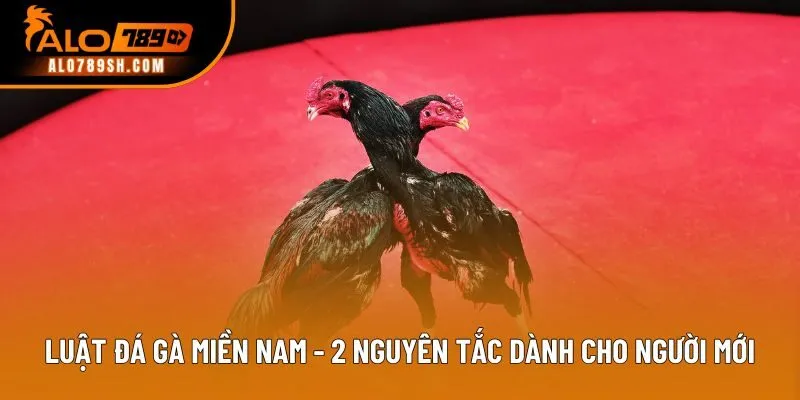 Luật Đá Gà Miền Nam - 2 Nguyên Tắc Dành Cho Người Mới